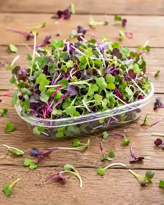 Fresh organic microgreens harvested for healthy weekly delivery