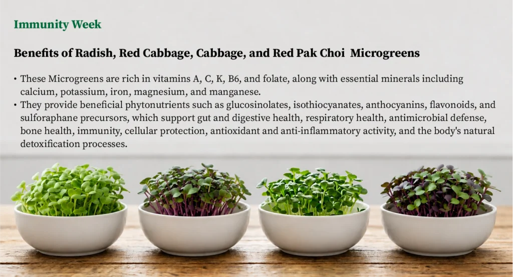 Signature Four Immunity boosting microgreens plan with radish, red cabbage, cabbage, and red pak choi microgreens
