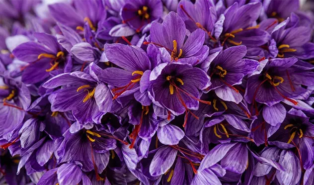 Purple saffron flowers used to produce premium Mongra saffron