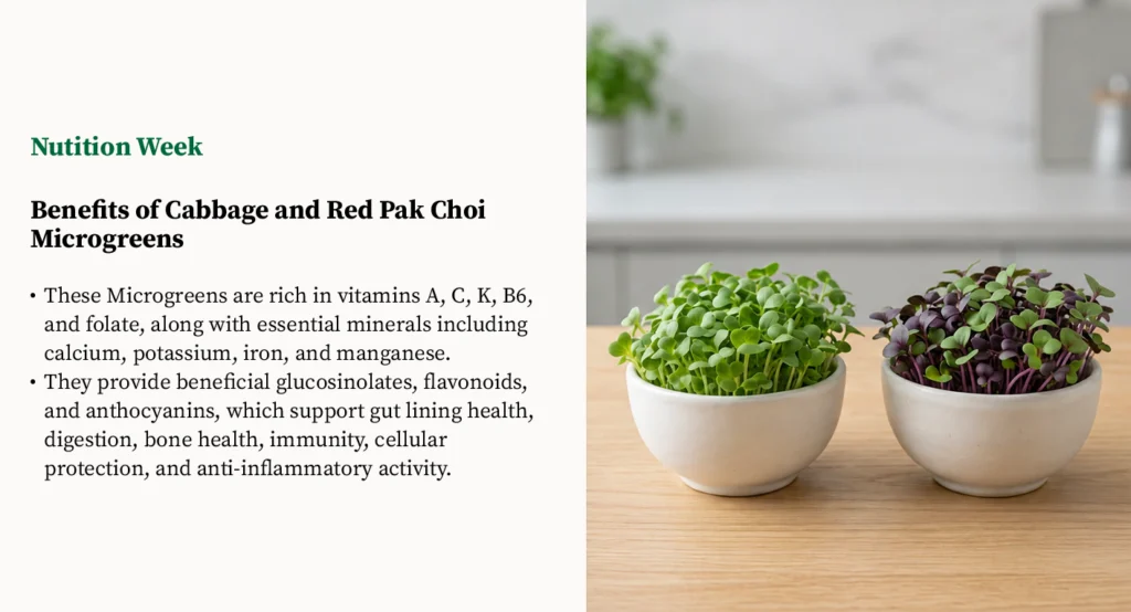 Classic Pair Nutrition-focused microgreens plan featuring cabbage and red pak choi microgreens