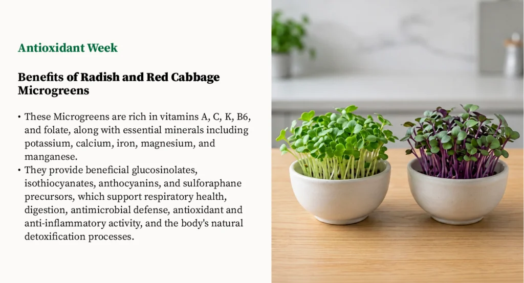 Classic Pair Benefits of radish and red cabbage microgreens rich in antioxidants and vitamins